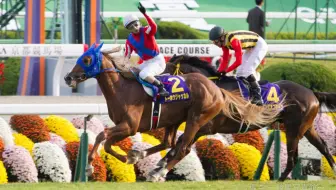 【 特别周之子】2014 菊花賞 东宝狐狼トーホウジャッカル