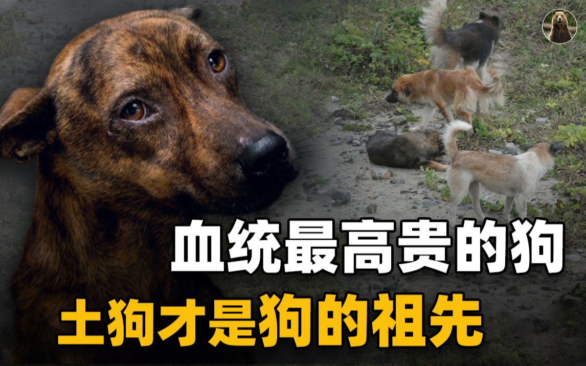 [图]中华田园犬才是血统最高贵的狗？研究表明“土狗”是所有狗的祖先