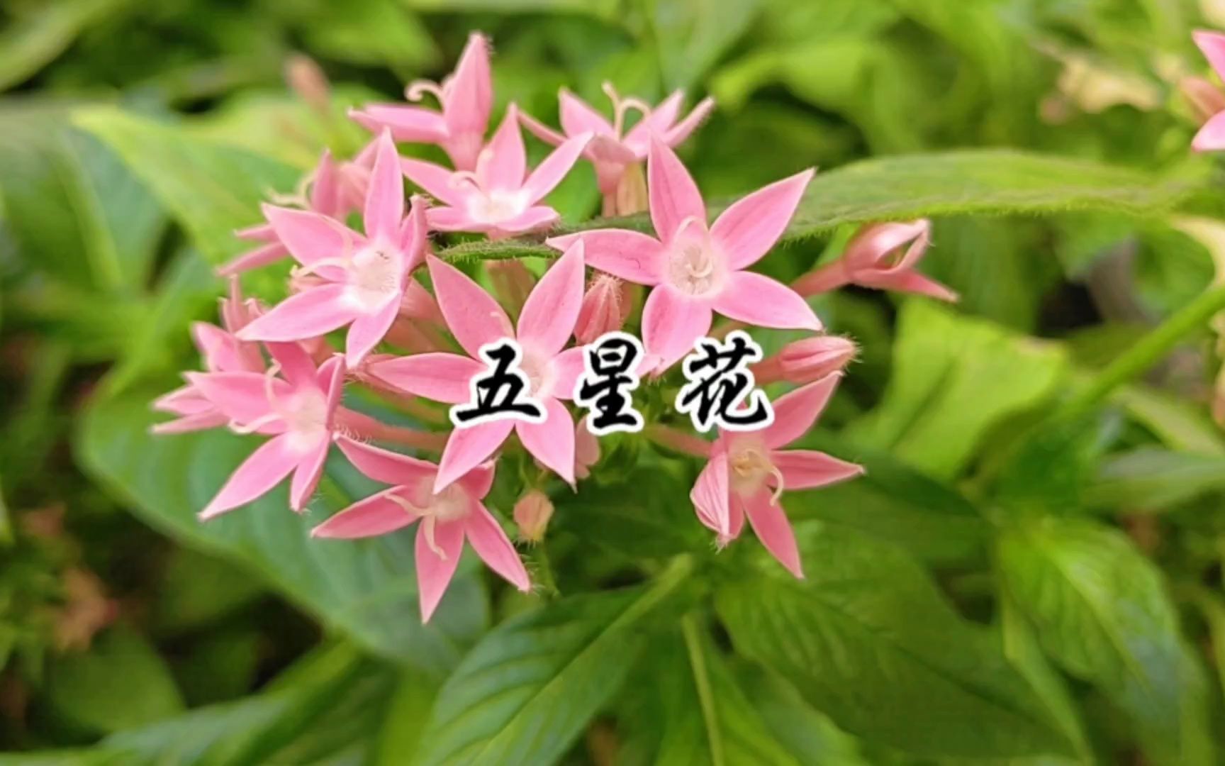 五星花,繁星花,星形花,爱和自由不可辜负,可爱童趣的花语