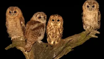 一个开局悲伤、终局圆满的灰林鸮的故事 @柚子木字幕组