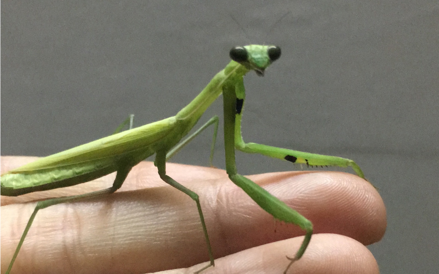 我的小可爱绿色棕静螳