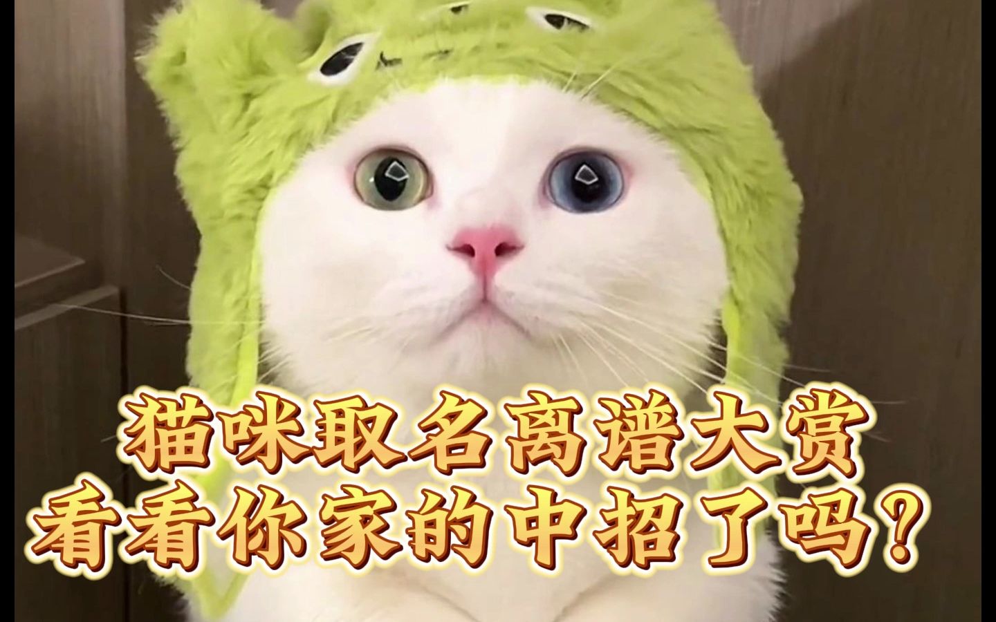 最离谱的猫咪取名?最常见的猫名字?哔哩哔哩bilibili