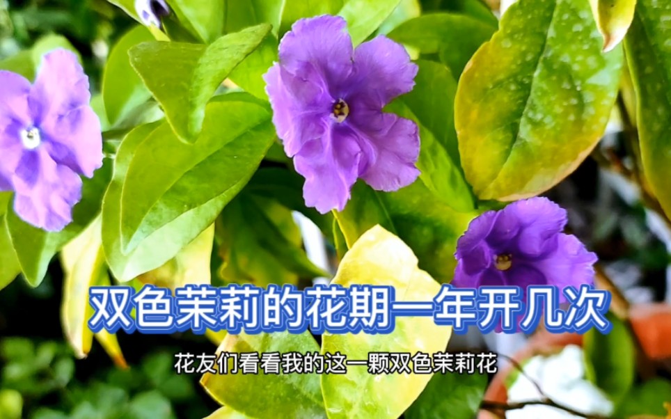 双色茉莉一年开几次花你了解吗?哔哩哔哩bilibili