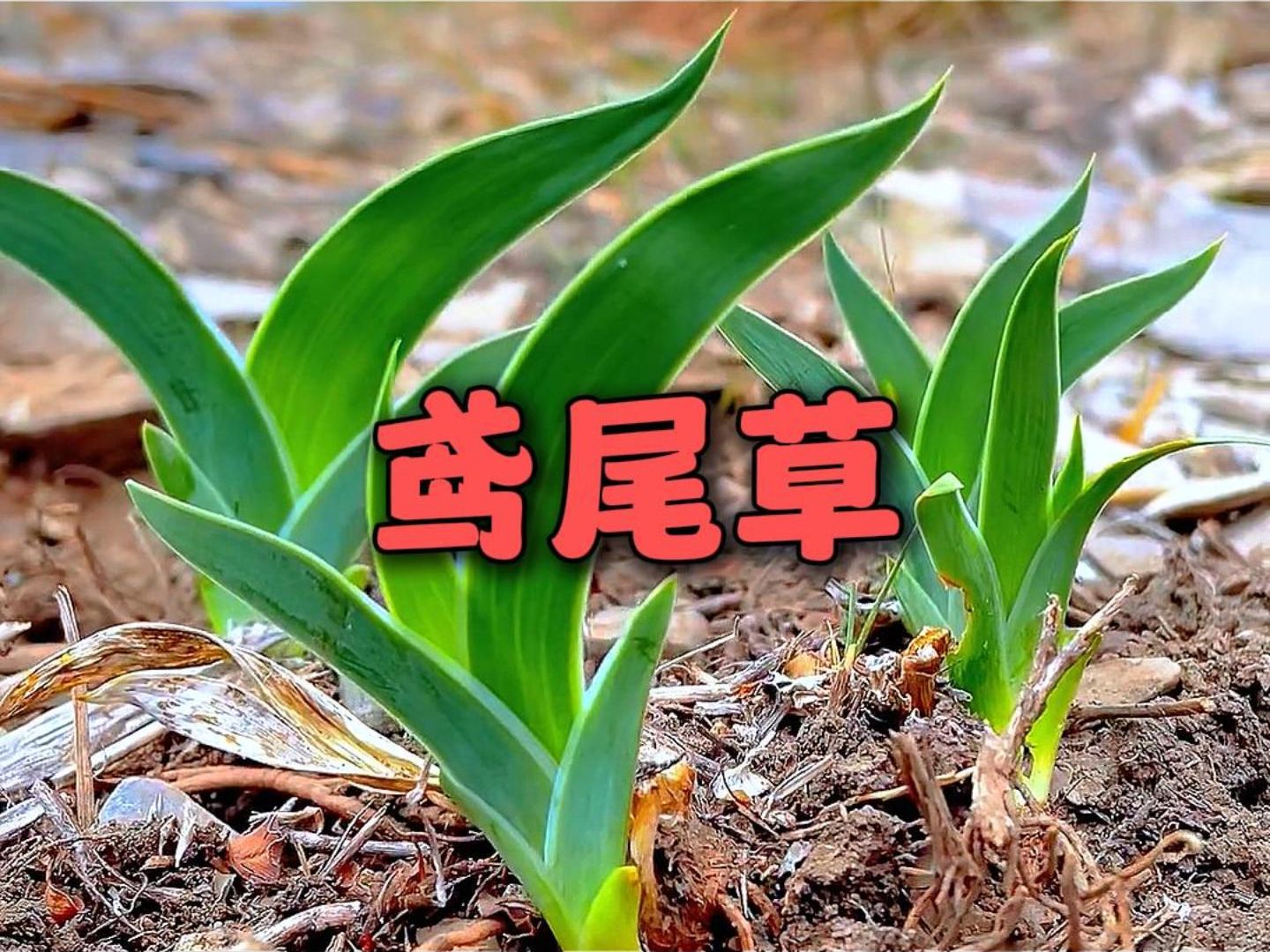 鸢尾草哔哩哔哩bilibili