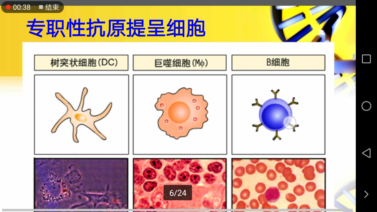 抗原提呈细胞图片