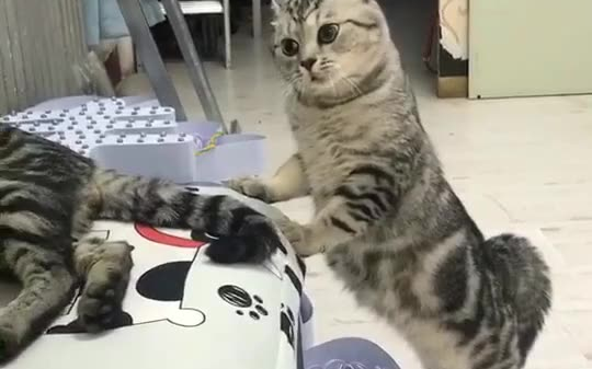 发怒的猫咪哔哩哔哩bilibili