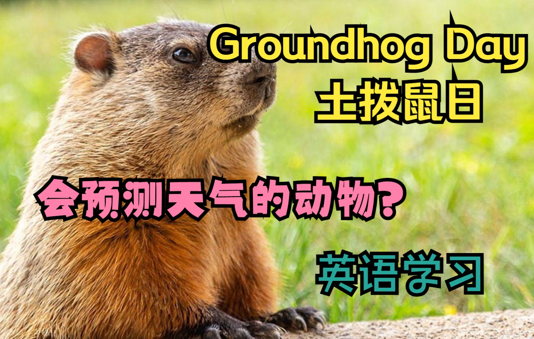 交给土拨鼠来预测?_哔哩哔哩_bilibili