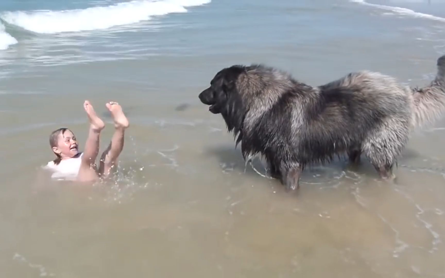 [图]猛犬中的坦克 高加索犬的温柔你不懂 铁汉柔情的代表犬种