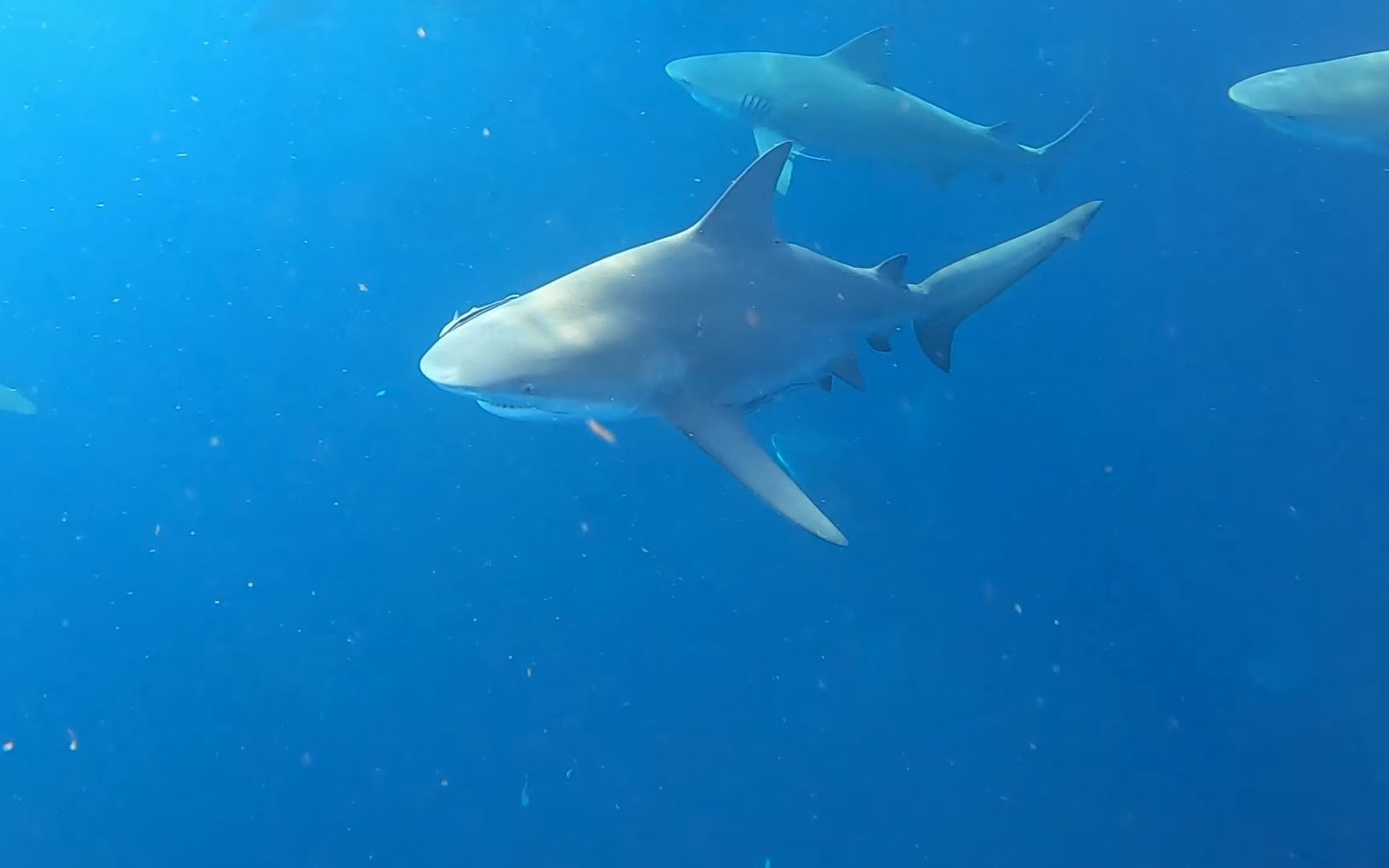 海洋鲨鱼图片