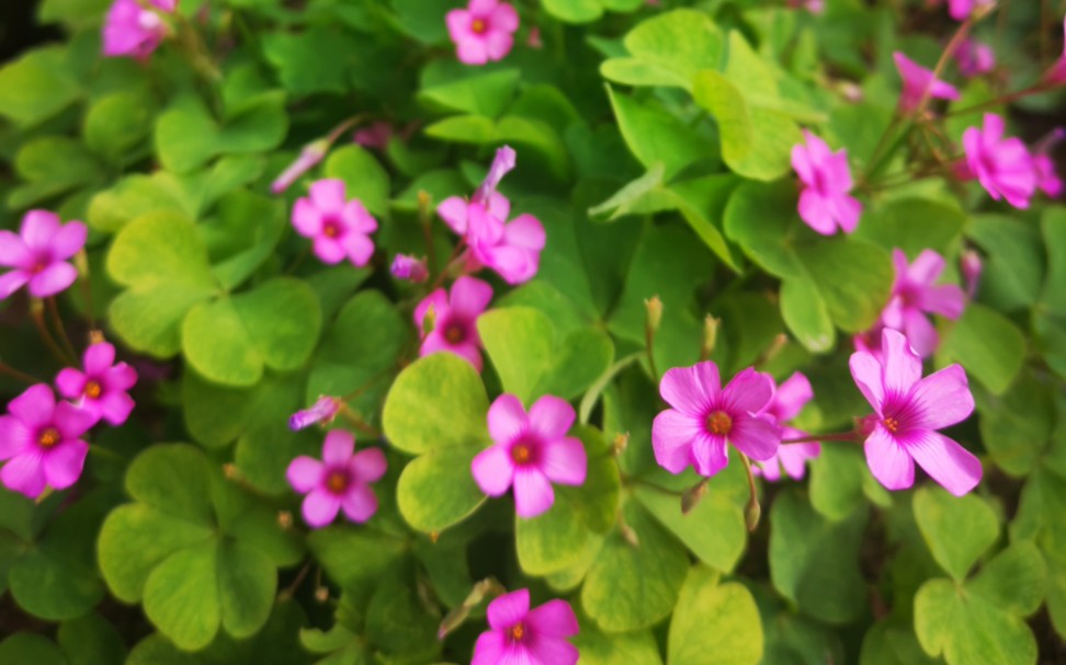 家门口的粉黛子与太阳花_哔哩哔哩_bilibili