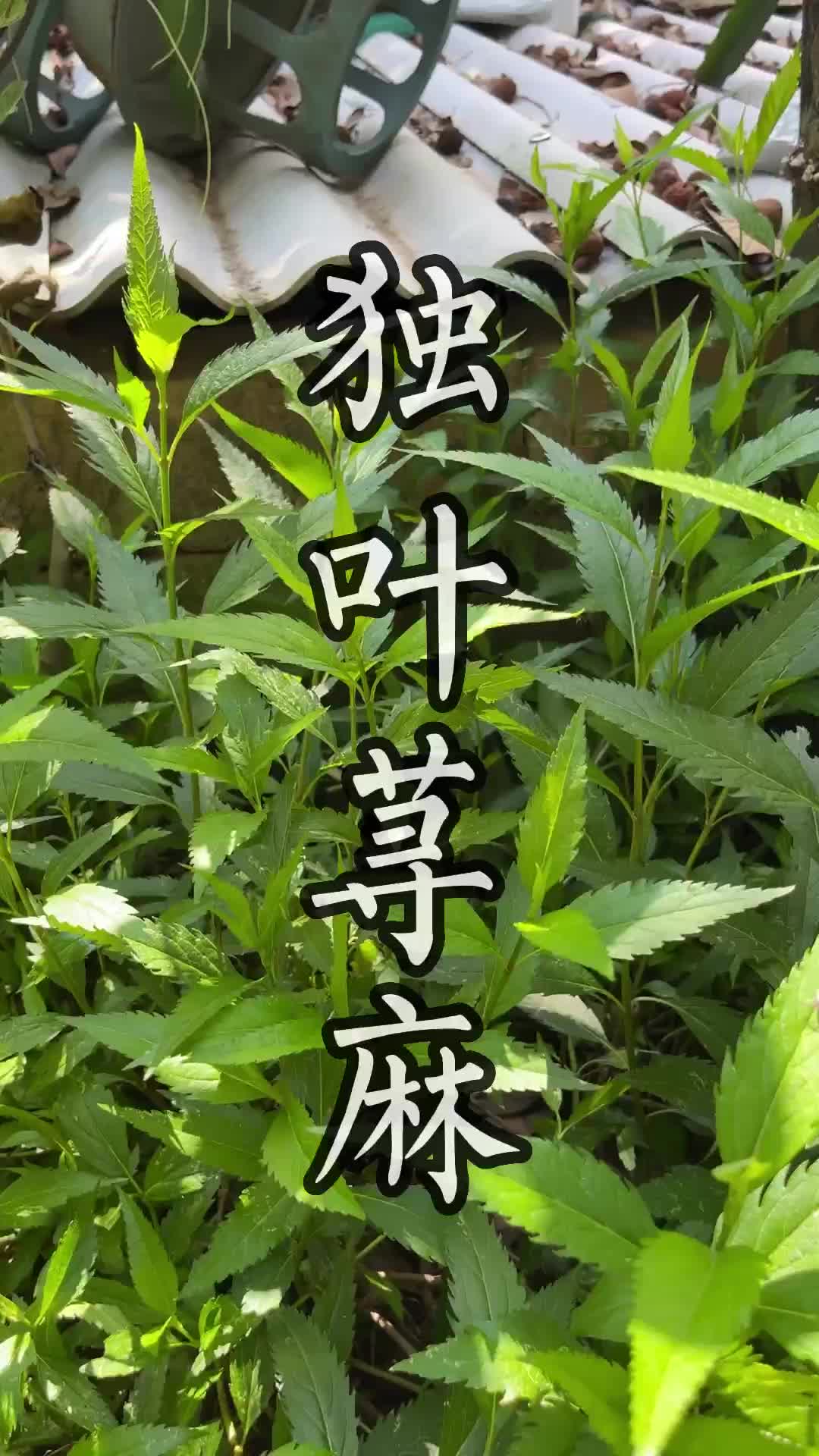 这种青草叫做独叶荨麻#青草#潮汕#三农#助农