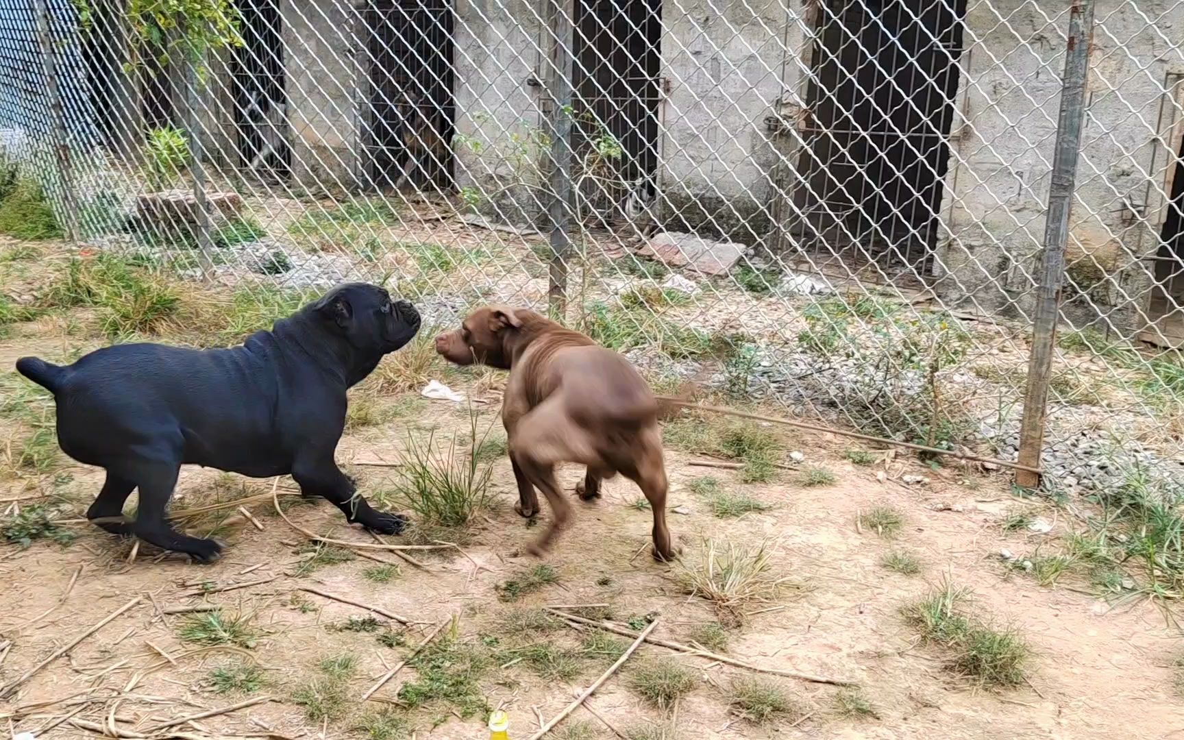 斗犬比特相亲卡斯罗犬,一见面就爆发激烈比拼_哔哩哔哩_bilibili