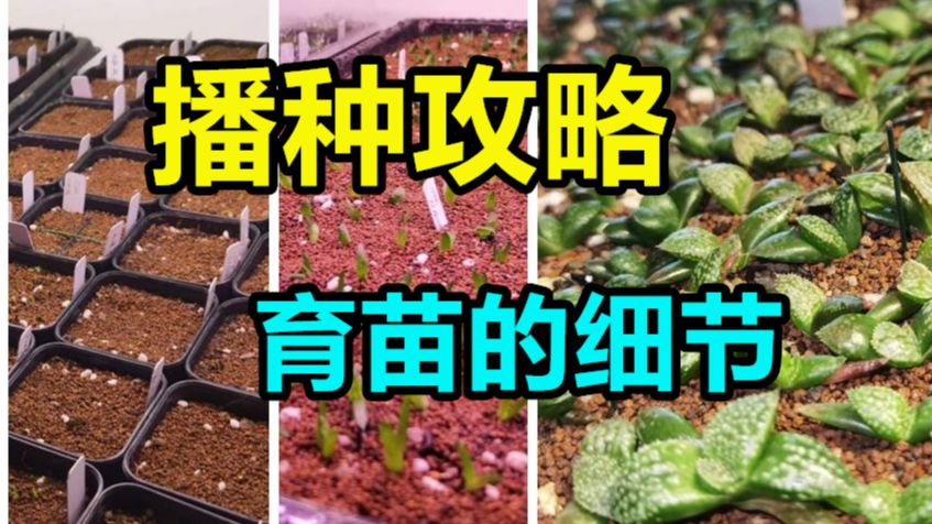 [图]十二卷播种攻略 - 育苗的细节