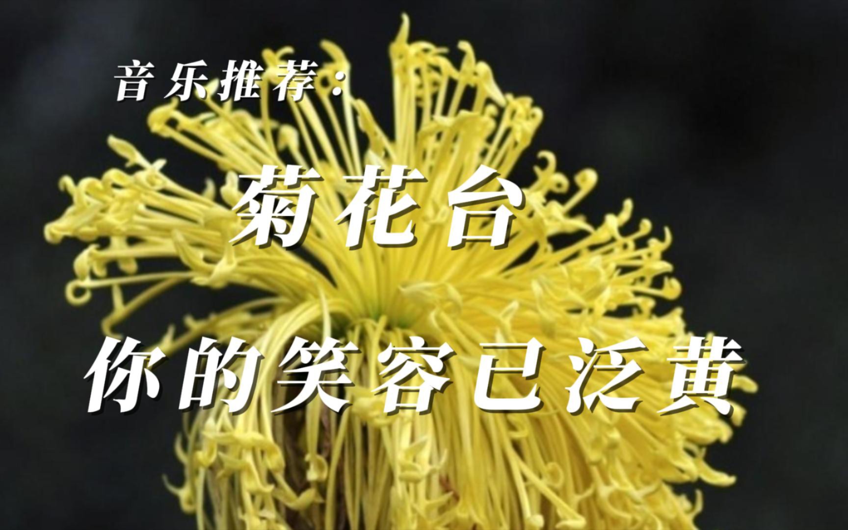 [音乐推荐]菊花台-周杰伦