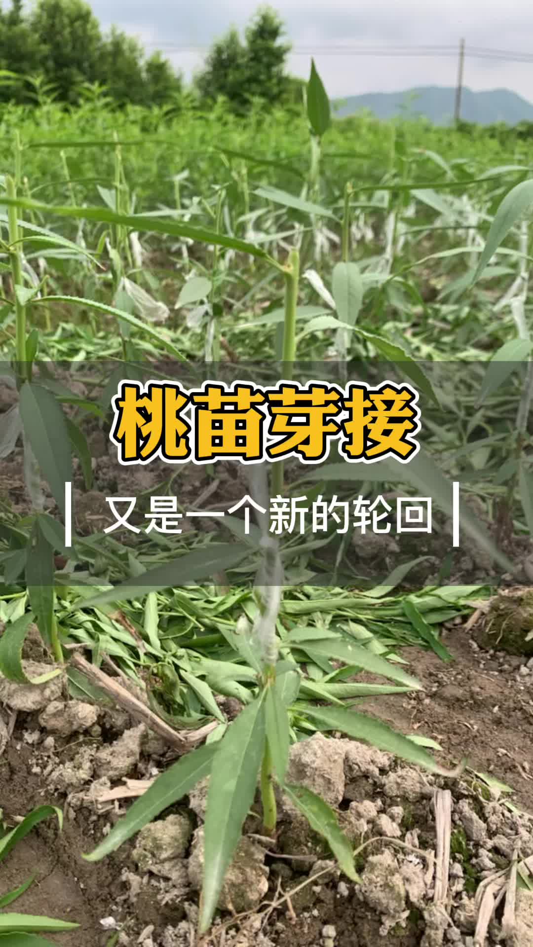 【新山苗场】桃树苗嫁接方法 芽接的特点哔哩哔哩bilibili