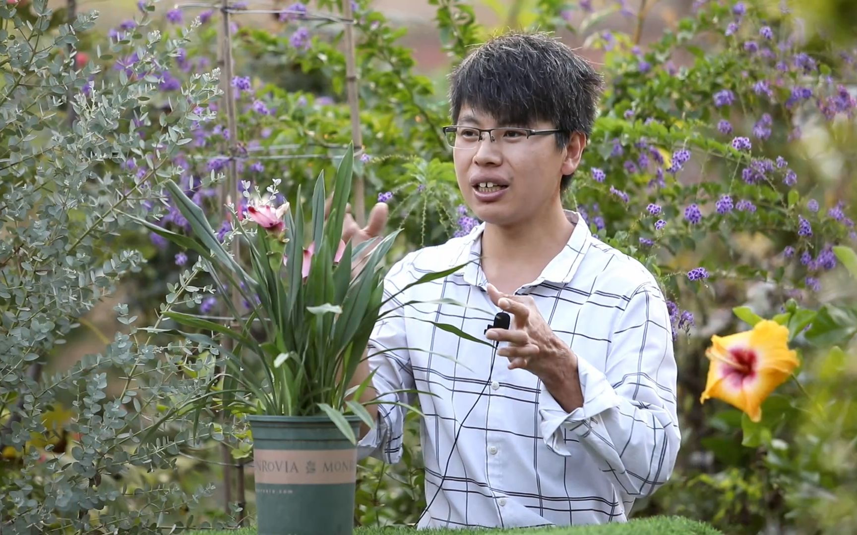 [图]生姜上开出荷花？这种花卉叫姜荷花，一朵花开2个月