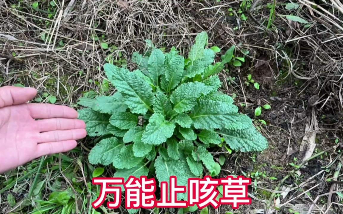 止咳草药 最有效图片