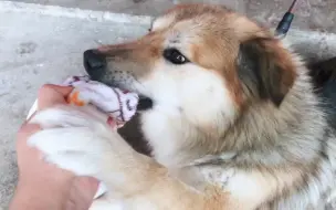 Скачать видео: 【田园犬叮当】撕扯毛巾玩没问题，可你仔细用板牙啃是什么操作？