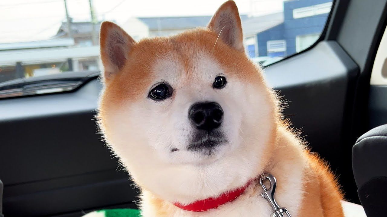 柴犬正笑着想着要去散步,但车子却到了兽医院.