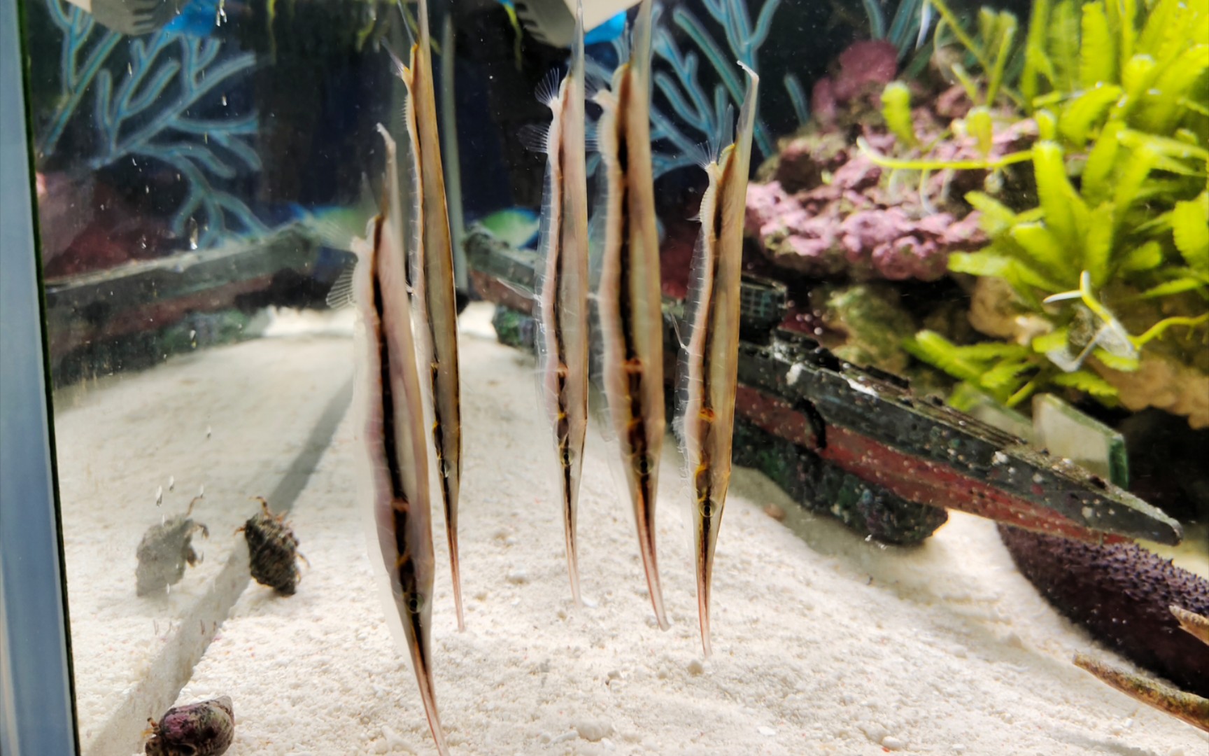 【条纹虾鱼】刀片鱼入缸啦