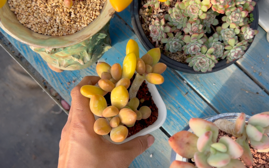 多肉芒果奶火了,来看看和老版芒果美人有什么区别