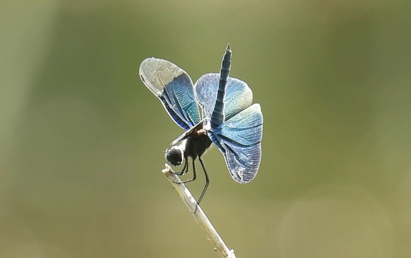 微风中的黑翅丽蜻