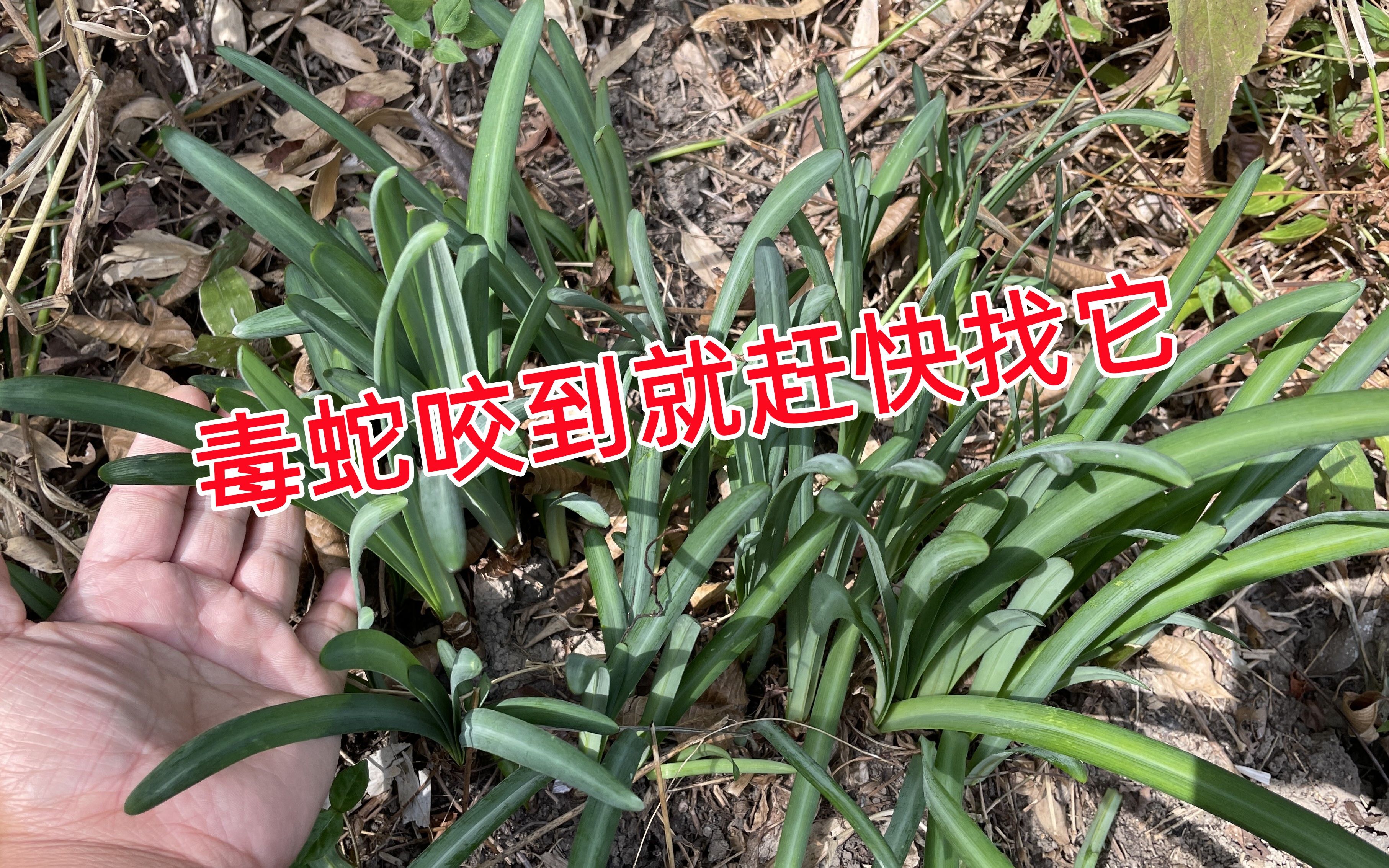 毒蛇药草药图片