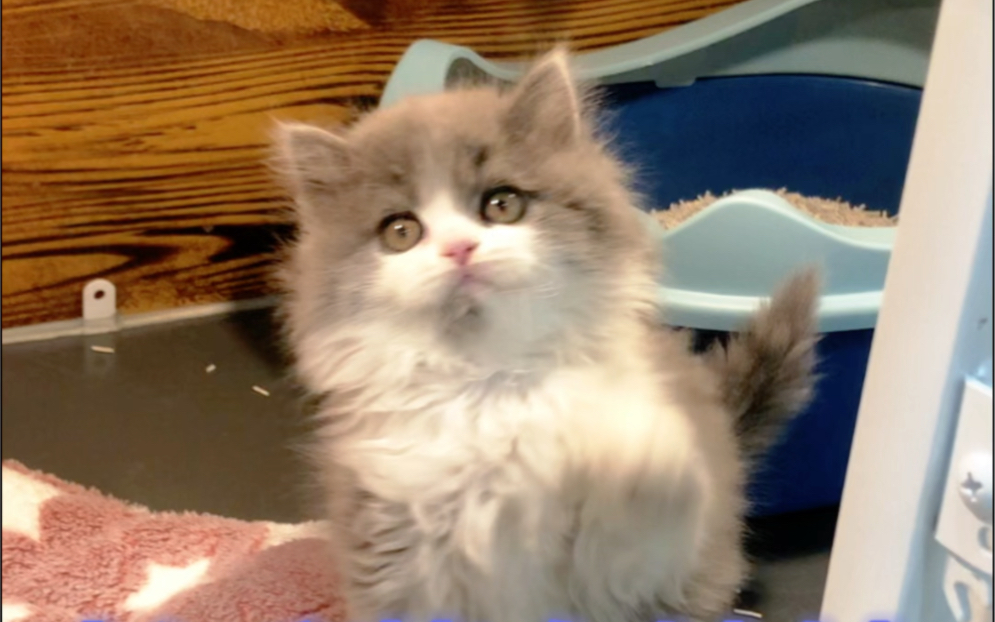 蓝白高地猫咪五个罐罐带回家啦