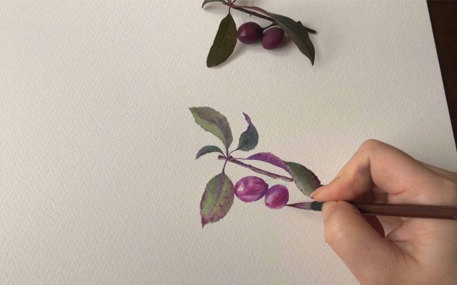 紫叶李手绘平面图图片