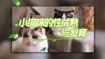 Download Video: 小猫咪的性成熟与发育