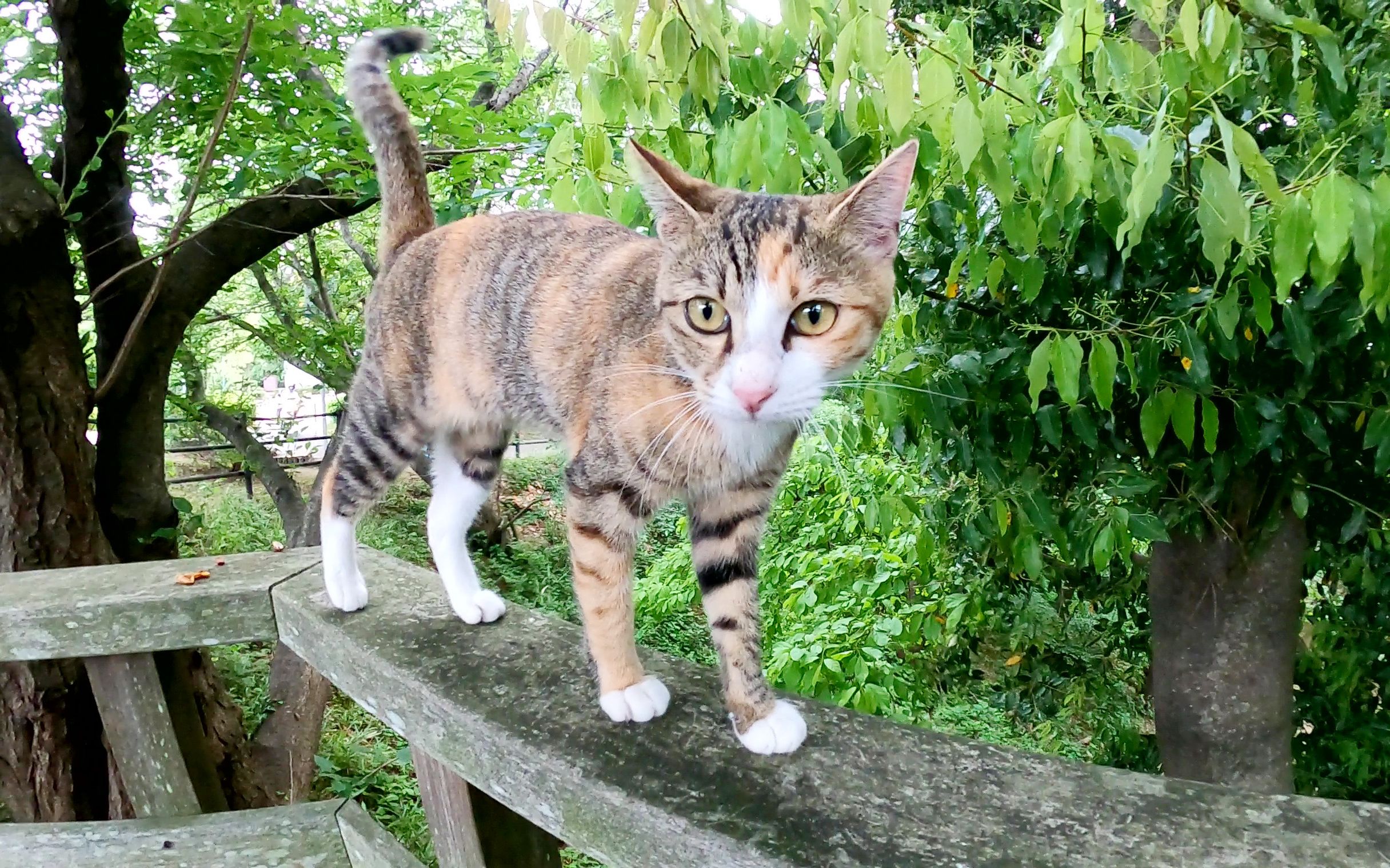 顽皮的猫滑下楼梯的栏杆