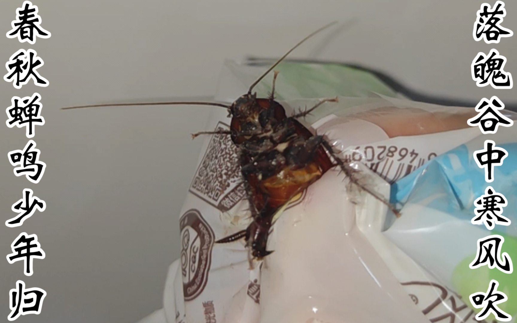 03孩子们春秋蝉03