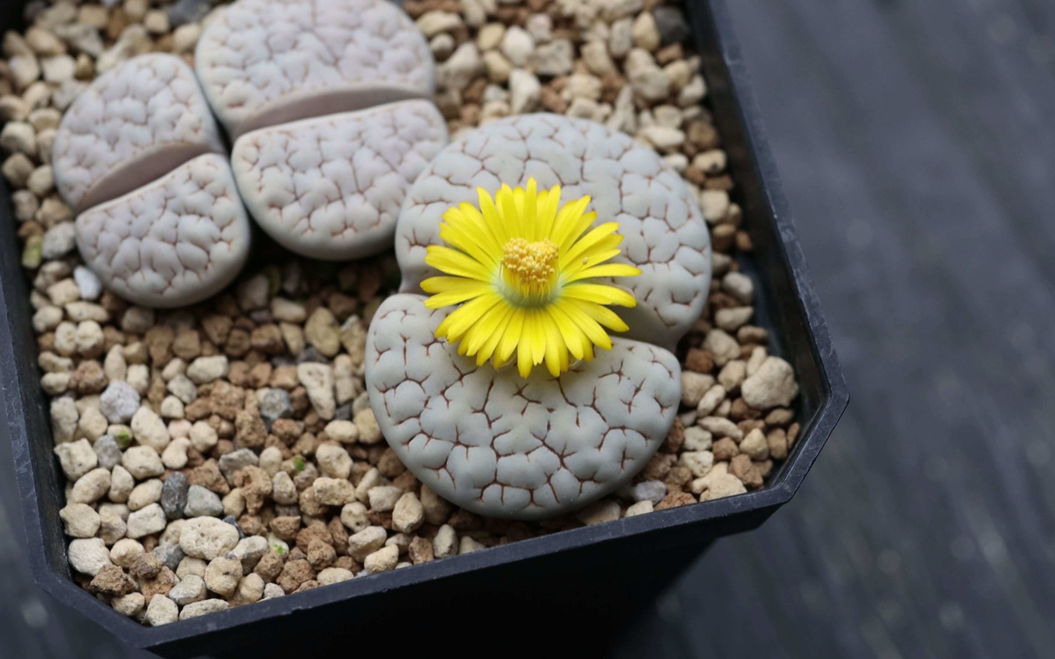 生石花 荒玉c189 开花