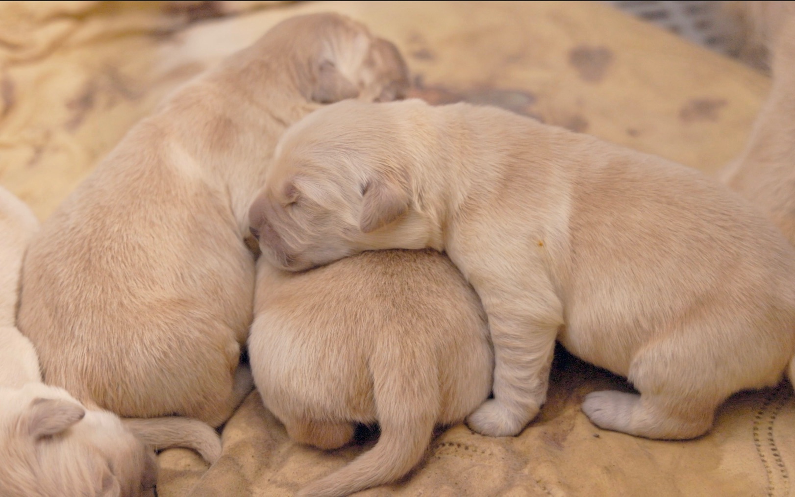 金毛宝宝出生第5天,胖嘟嘟