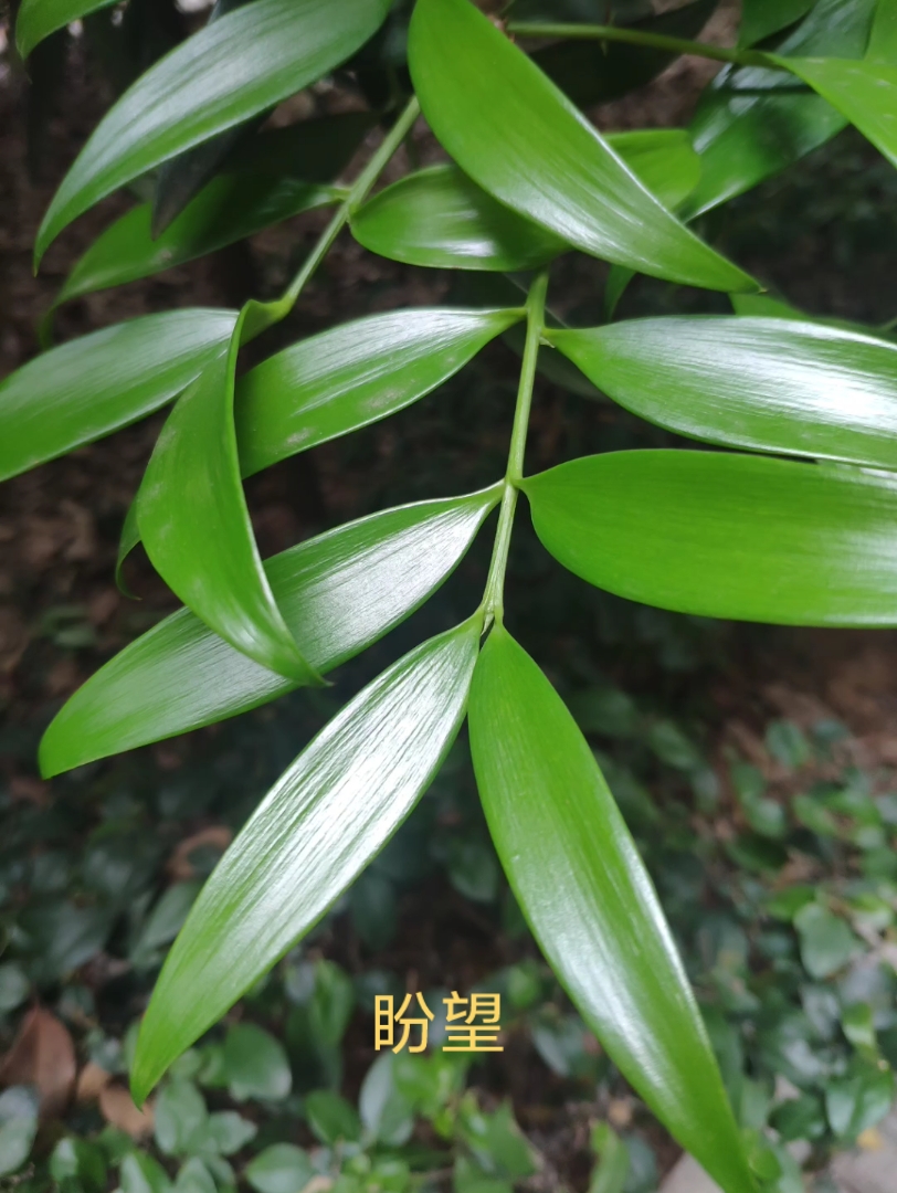 绿油油的竹柏叶