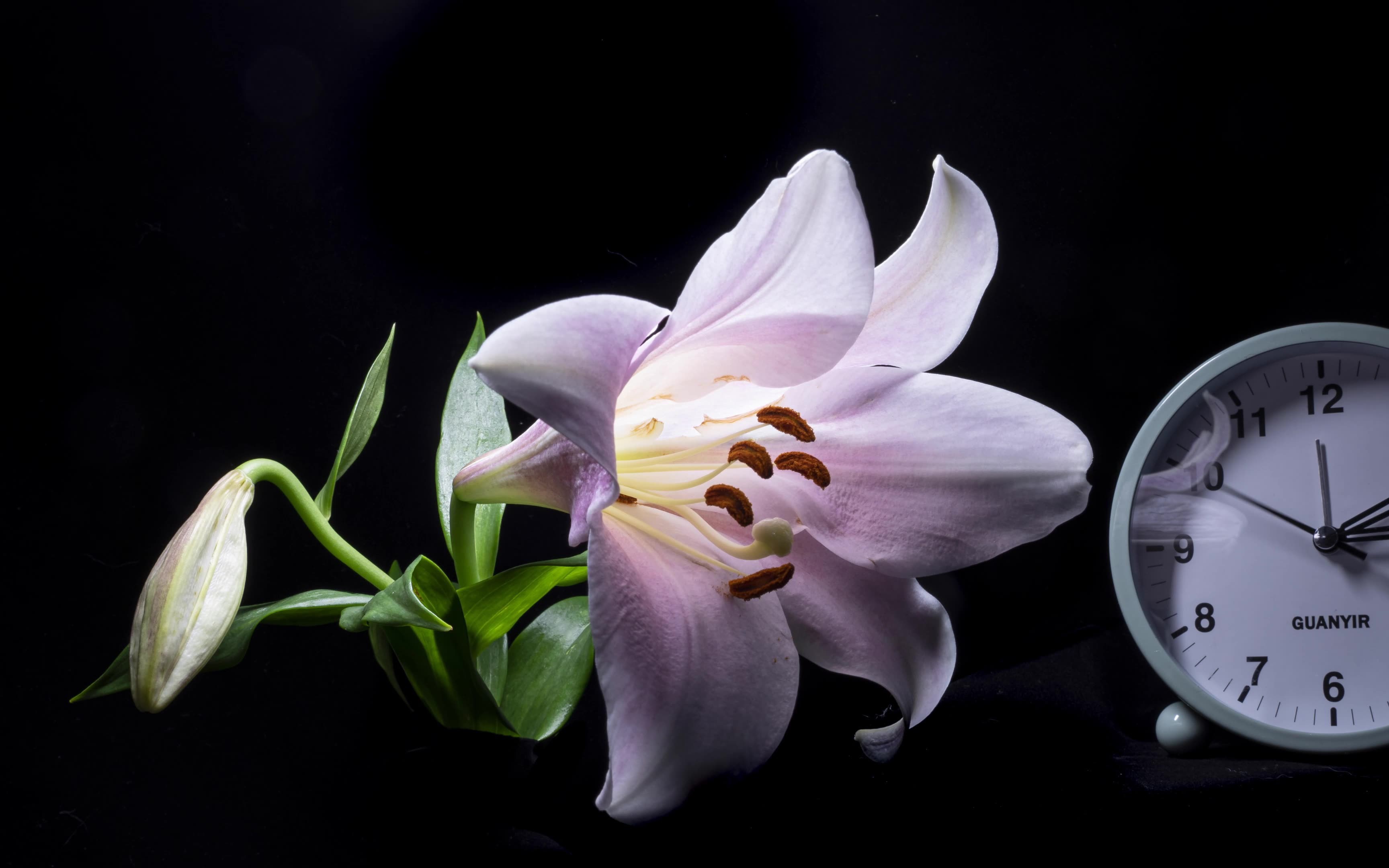 风雨兰,百合花开延时摄影4k