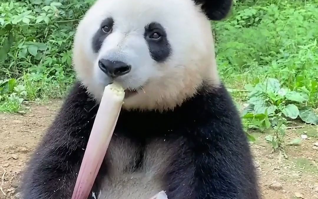 看大熊猫吃饭,嘎嘎香的