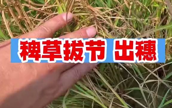 【三农说】稗草出穗了,怎么办?哔哩哔哩bilibili