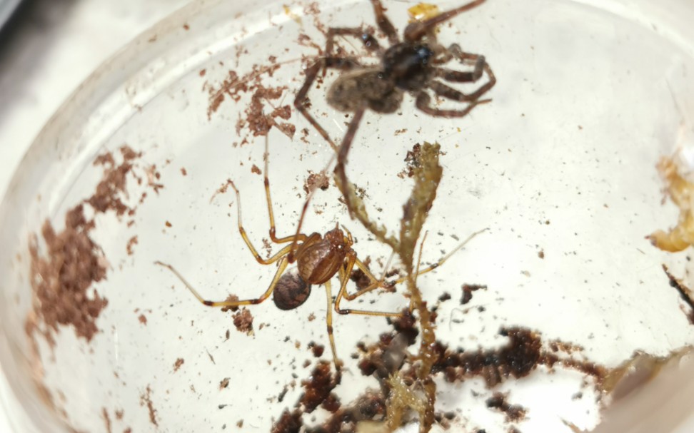 花皮蛛科疑似代提蛛属成员的无用喷液行为