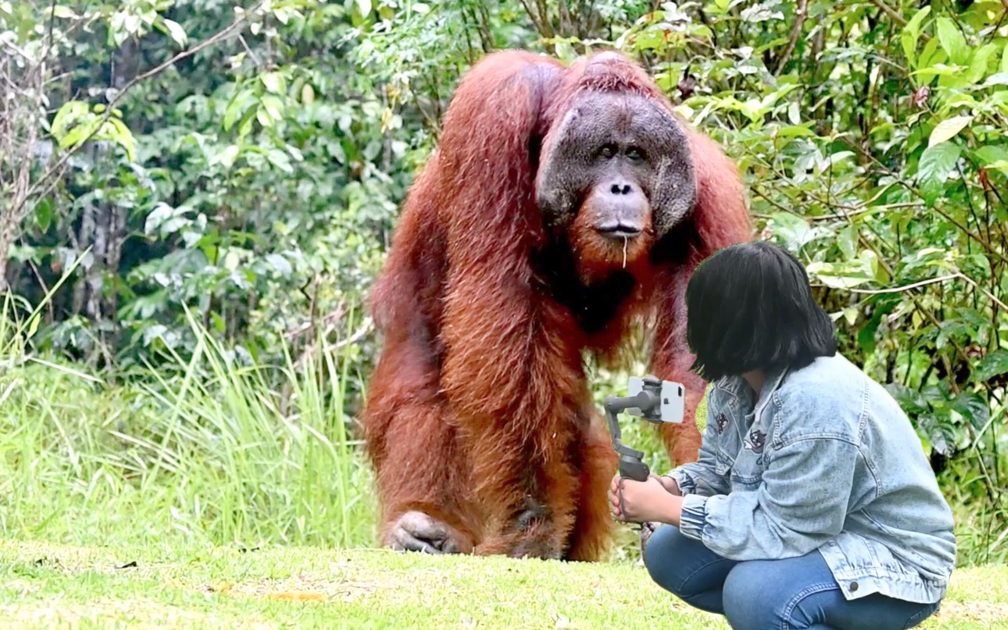 婆罗洲近距离与红毛猩猩相遇,巨大的双开门冰箱雄性红猩猩,如何同时