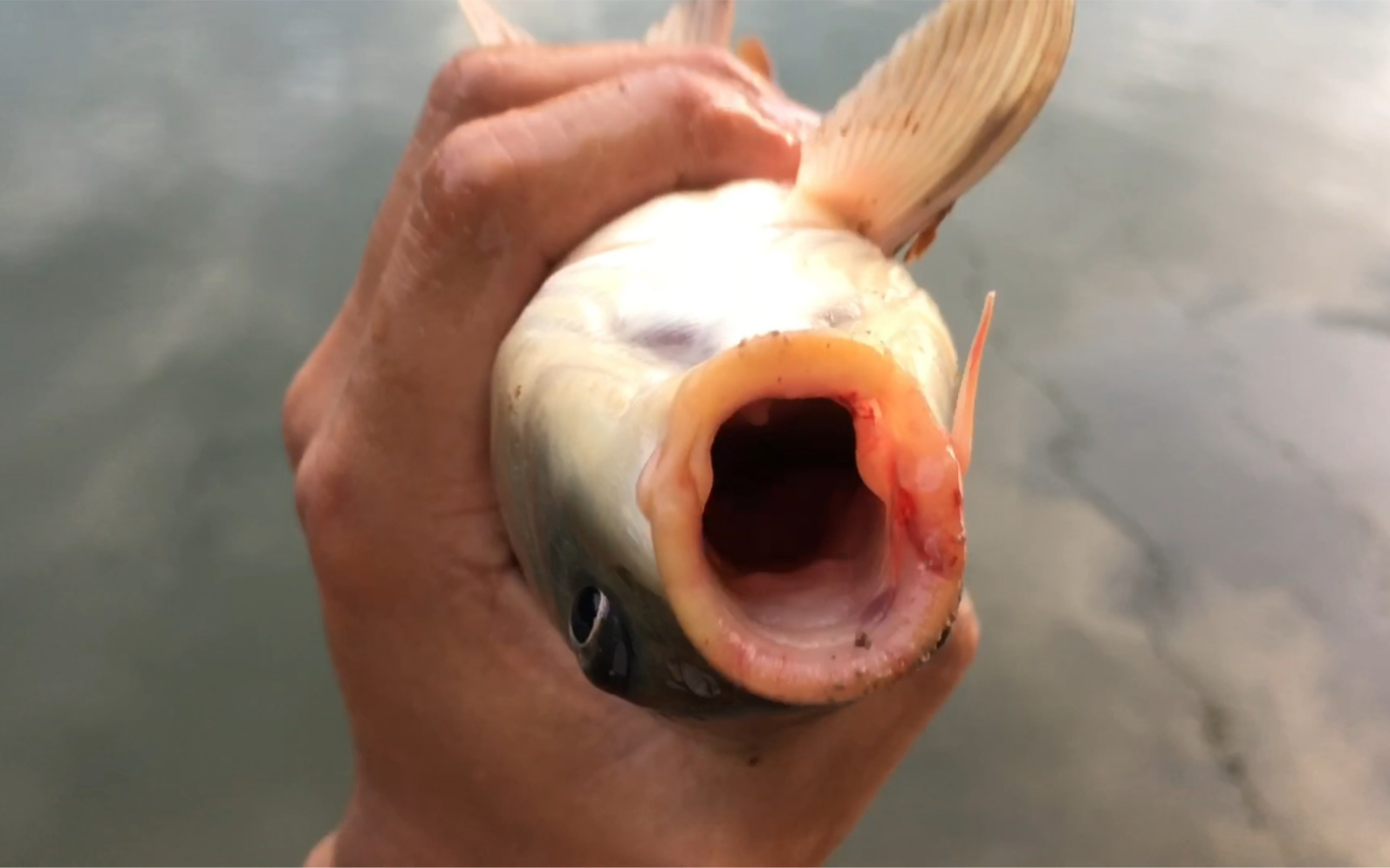 还得是自留地的鱼口凶残啊!连杆了