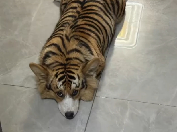 柯基：看我这造型还可以不？！