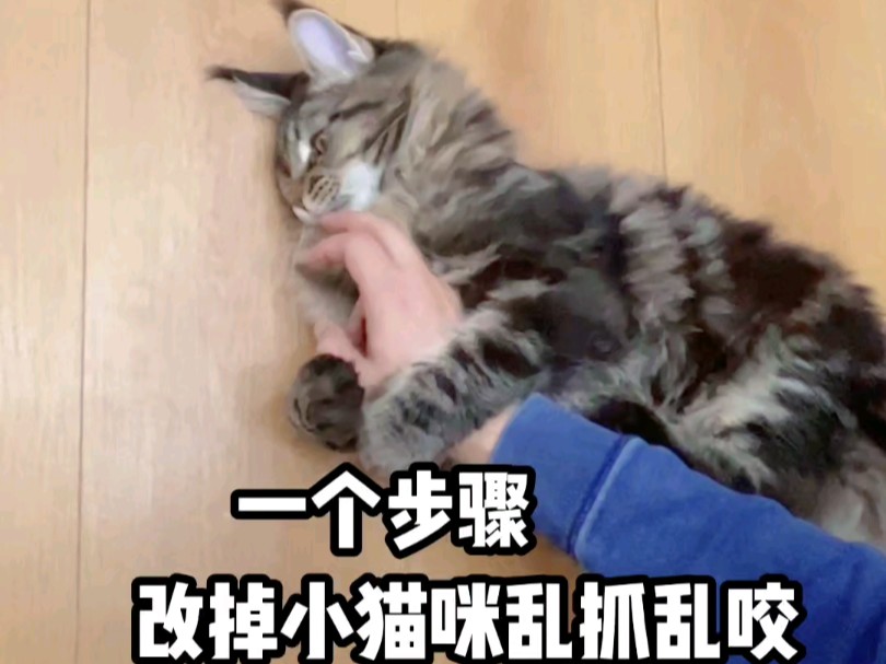 猫咪咬手指怎么办哔哩哔哩bilibili