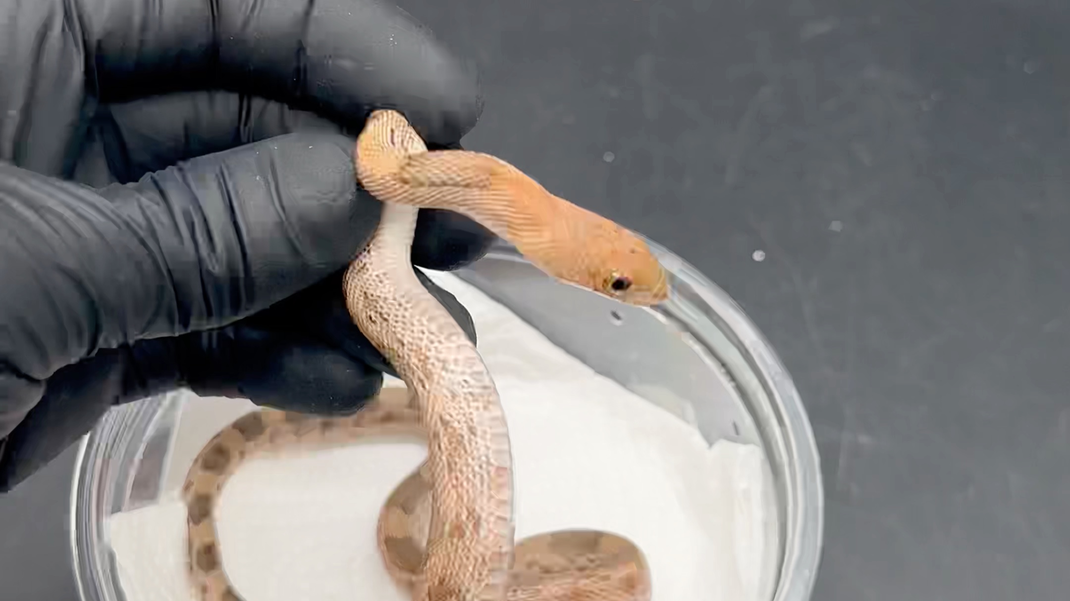 【广州实体店 森屿爬宠】北部松林蛇,精品有一对.