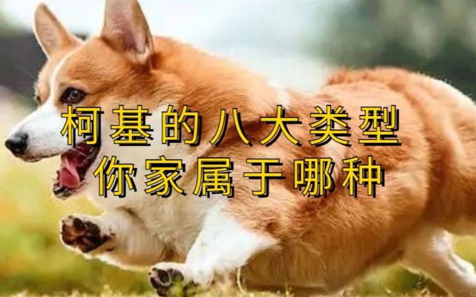 柯基的八大类型 你家属于哪种哔哩哔哩bilibili