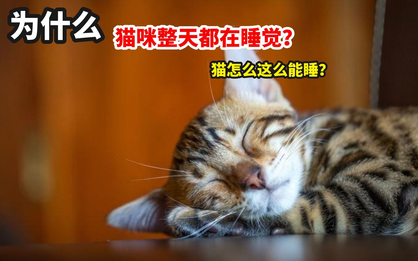 猫咪睡眠的秘密!哔哩哔哩bilibili