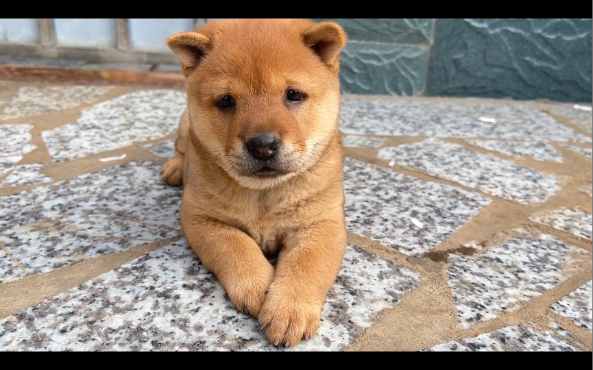 中华田园犬 一个像狗爸一个像狗妈哔哩哔哩bilibili