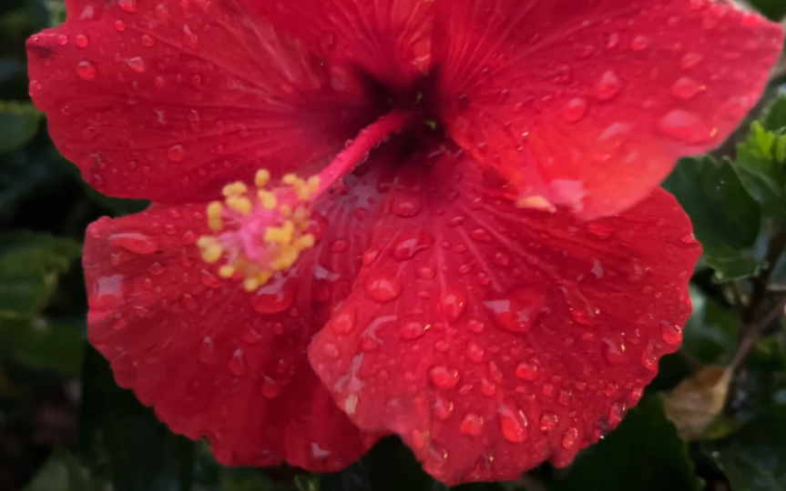 雨中的朱瑾 中国玫瑰 路边绿化带里的大红花 城市植物多样性观察日记 草木集 我的物候学式人间记录 城市里的小森林哔哩哔哩bilibili