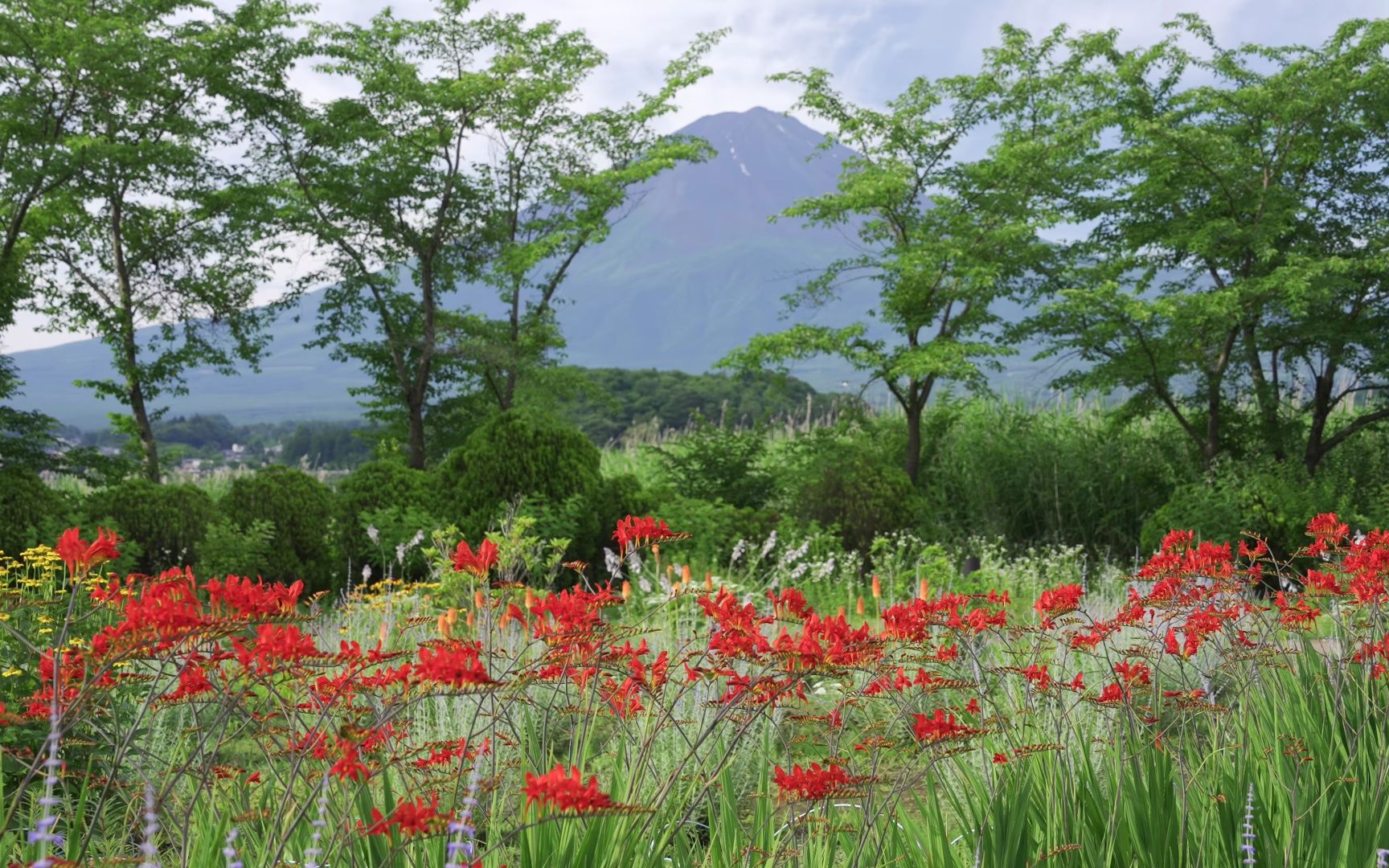 [图]4K-HDR 河口湖的薰衣草与绣球花