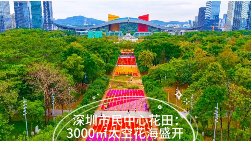 深圳市民中心花田:3000㎡太空花海盛开哔哩哔哩bilibili